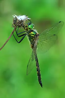 Somatochlora: Yellow-spotted Emerald