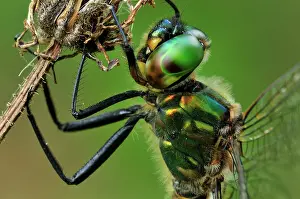 Somatochlora: Yellow-spotted Emerald