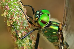 Somatochlora: Yellow-spotted Emerald