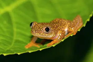 Plateau: Yellow-spotted (Heterixalus alboguttatus) Tree Frog