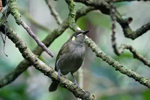 Honeyeaters: Yellow-spotted Honeyeater