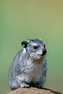 Hyrax: Yellow-spotted Hyrax / Bush Hyrax / Dassie