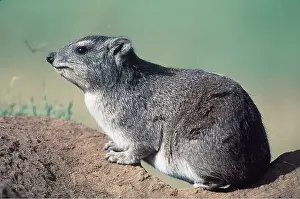 Hyrax: Yellow-spotted Hyrax / Bush Hyrax / Dassie