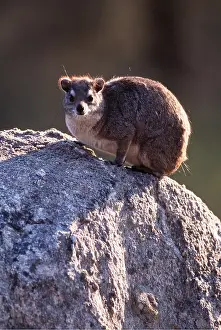 Zimbabwe: Yellow-spotted Hyrax / Bush Hyrax / Dassie