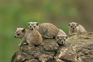 Hyrax: Yellow-spotted Hyrax / Bush Hyrax / Dassie - Group