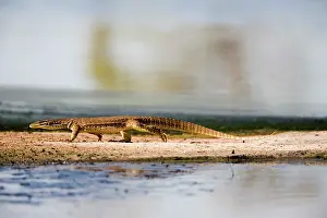 Monitors: Yellow-spotted Monitor