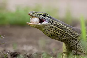 Argus: Yellow-spotted Monitor