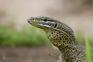 Varanidae: Yellow-spotted Monitor (Varanus panoptes)