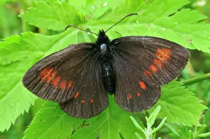 Ringlet: Yellow Spotted Ringlet