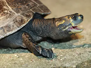 Podocnemis: Yellow Spotted River Turtle