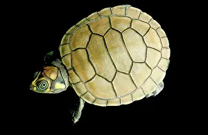 Podocnemis: The Yellow-spotted River Turtle