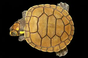 Podocnemis: The Yellow-spotted River Turtle