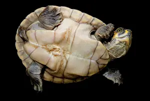 Podocnemis: The Yellow-spotted River Turtle