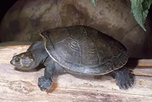 Podocnemis: Yellow-spotted River Turtle