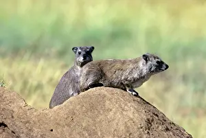 Hyrax: Yellow-spotted Rock Hyrax