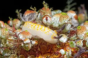 Squirt: Yellow-spotted star snail (Cadlinella sp.) Nudibranch