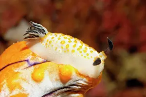Squirt: Yellow-spotted star snail (Cadlinella sp.) Nudibranch