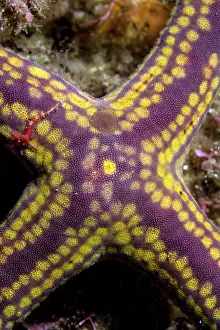 Lea Lee: Yellow Spotted Starfish