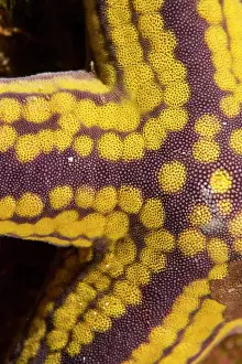 Lea Lee: Yellow Spotted Starfish
