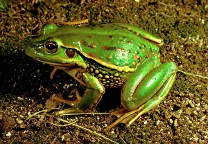 Castanea: Yellow-spotted tree frog - vulnerable species