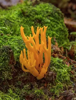 Jelly: Yellow stagshorn, Calocera viscosa, fungus growing