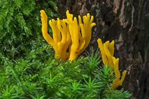 Jelly: Yellow stagshorn (Calocera viscosa), jelly fungus