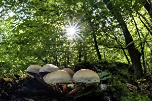Stainer: Yellow Stainer Fungi in the forest with sun