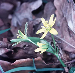 Bethlehem: Yellow Star of Bethlehem