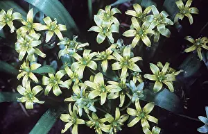 John Mason: Yellow Star of Bethlehem