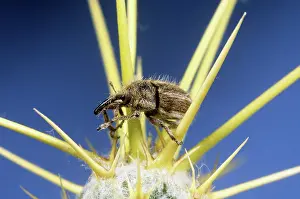 Agent: Yellow Starthistle Hairy Weevil
