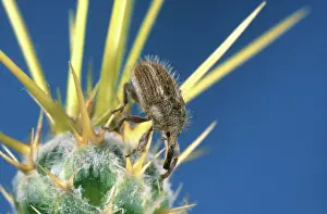 Agent: Yellow Starthistle Hairy Weevil