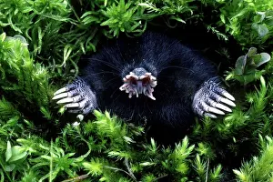 Burrows: A yellow streaked tenrec (Hemicentetes semispinosus)