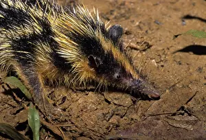 Insectivorous: Yellow-streaked tenrec (Hemicentites semispinosus), an insec