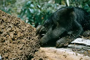 Termite: Yellow-streaked tenrec (Hemicentites semispinosus)
