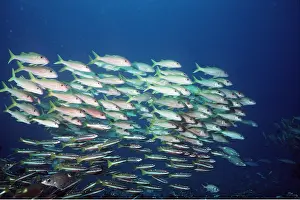 Valerie & Ron Taylor: YELLOW STRIPE GOATFISHES - with Snapper (Lutjanus