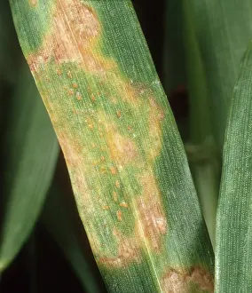 Pustule: Yellow or stripe rust on Wheat