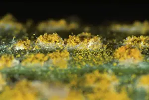 Chlorosis: Yellow or stripe rust on wheat leaf
