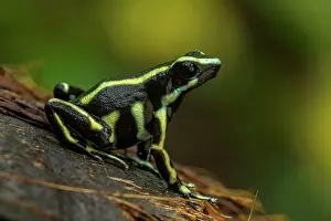 Tayrona: Yellow-striped Poison Frog, Tayrona National Park, Colombia