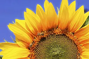 Sunflowers: Yellow sunflower with bees on the petals