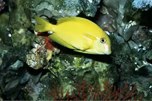 Surgeonfish: Yellow Surgeonfish