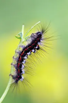 Viroinval: Yellow-tail