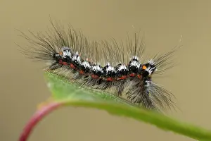 Lymantriidae: Yellow-tail Euproctis similis