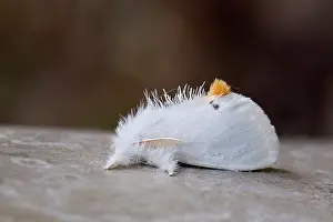 Goldtail: Yellow-tail Goldtail Swan Moth in Summer