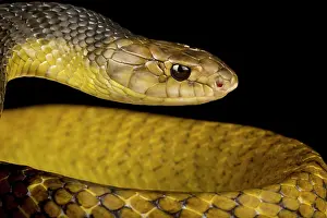 Physiological: Yellow-tail Indigo snake (Drymarchon corais), on