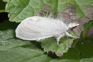 Goldtail: Yellow Tail Moth