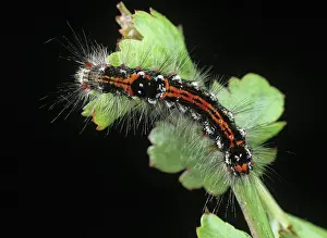Yellowtail: Yellow tail moth caterpillar