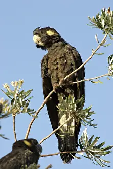 Cockatoos: Yellow-tailed black cockatoo