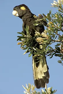 Cockatoos: Yellow-tailed black cockatoo