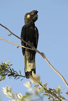 Cockatoos: Yellow-tailed black cockatoo