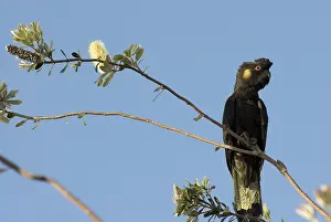 Cockatoos: Yellow-tailed black cockatoo
